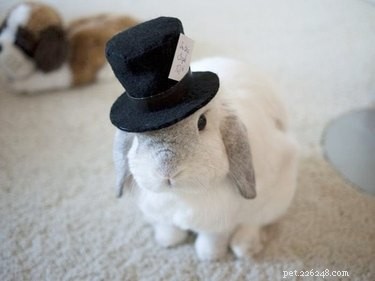 Bara 21 bedårande djur som bär söta hattar