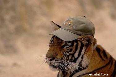 Bara 21 bedårande djur som bär söta hattar