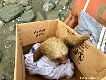 I predatori si nascondono vicino al cucciolo di bradipo aggrappato alla vita; Quello che succede dopo è eroico
