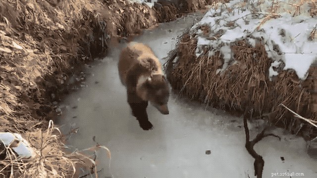 Geniet alsjeblieft van deze beer die haar beste leven leidt nadat ze ontdekt heeft wat ijs is