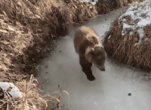 Por favor, aproveite este urso vivendo sua melhor vida depois de descobrir o que é gelo