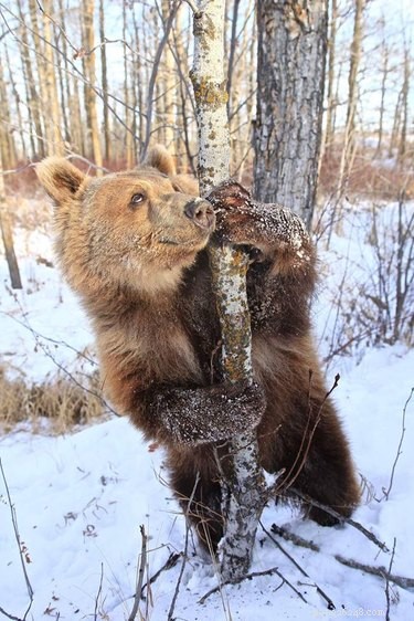 S il vous plaît, profitez de cette ourse qui vit sa meilleure vie après avoir découvert ce qu est la glace