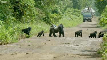 Gorilla stopt verkeer om een ​​zeer nobele reden