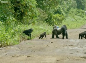 Gorilla paralisa o trânsito por um motivo muito nobre