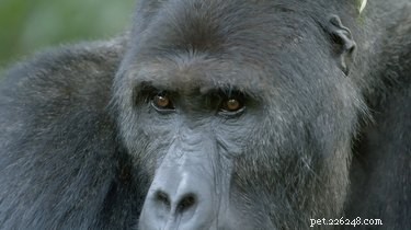 Gorilla stopt verkeer om een ​​zeer nobele reden