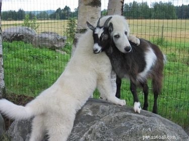 22 Helt nödvändiga foton av djur som ger varandra kramar