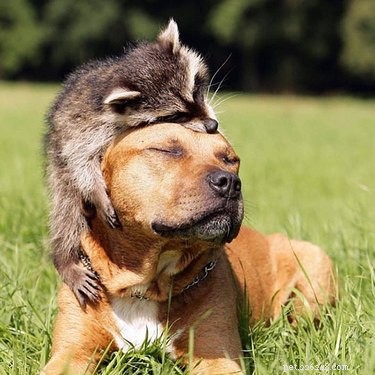 22 absoluut noodzakelijke foto s van dieren die elkaar knuffelen