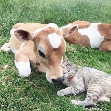 22 absoluut noodzakelijke foto s van dieren die elkaar knuffelen
