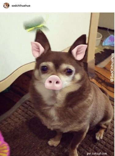 44 husdjur som inte är imponerade av dina Snapchat-filter