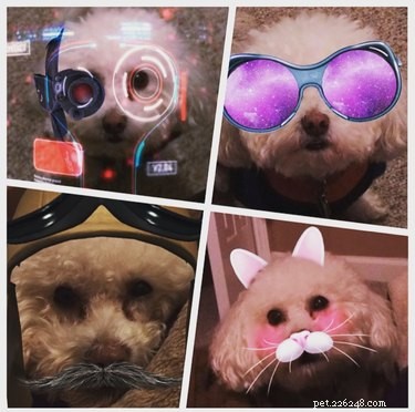 44 animali domestici che non sono impressionati dai tuoi filtri Snapchat