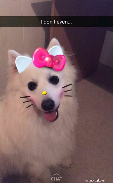 44 huisdieren die niet onder de indruk zijn van je Snapchat-filters