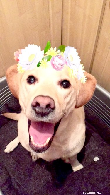 44 huisdieren die niet onder de indruk zijn van je Snapchat-filters