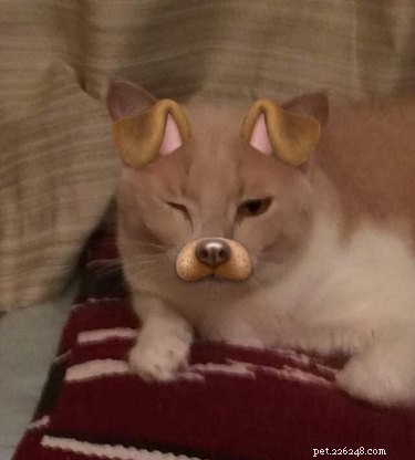 44 husdjur som inte är imponerade av dina Snapchat-filter