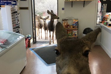 Un cervo entra in un negozio di alimentari e quello che succede dopo è adorabile