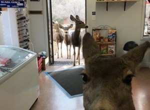 Un cerf entre dans une épicerie et ce qui se passe ensuite est adorable
