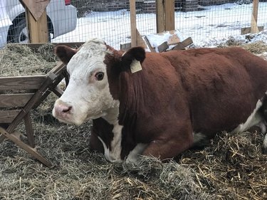 Корова, дважды сбежавшая с вертепа, найдена на шоссе