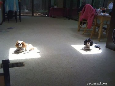 Deze 18 huisdieren op zonne-energie zijn bijna volledig opgeladen