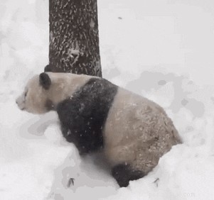 33 животных, которые ненавидят зиму