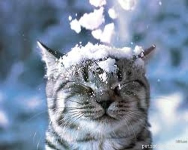 33 zvířat, která nenávidí zimu