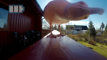 Мой! Чайка крадет GoPro и улетает с потрясающими кадрами