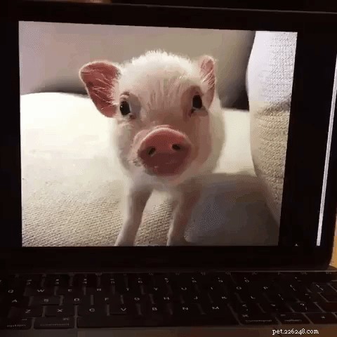 23 perfekt rosa grisar som piggar upp din dag