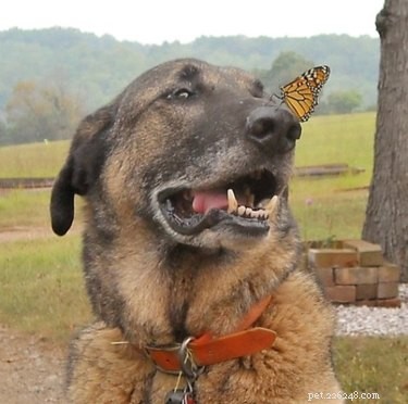 19 něžných zvířat a jejich odvážných motýlích přátel