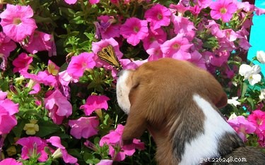 19 animaux doux et leurs audacieux amis papillons