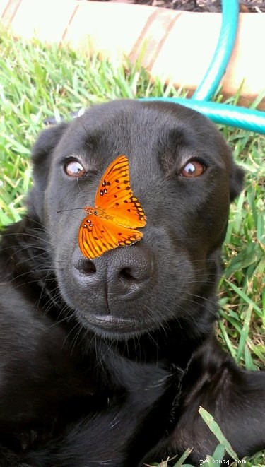 19 něžných zvířat a jejich odvážných motýlích přátel