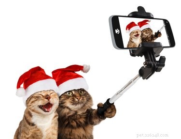 Quer melhores fotos de animais de estimação neste Natal? Siga estas dicas simples