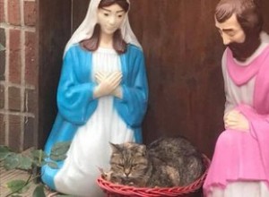 Grognon Sourpuss surpris assis sur l Enfant Jésus dans une photo hilarante de la scène de la Nativité