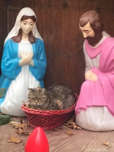 Grumpy Sourpuss fångad sittande på Jesusbarnet i en rolig julkrubbafoto