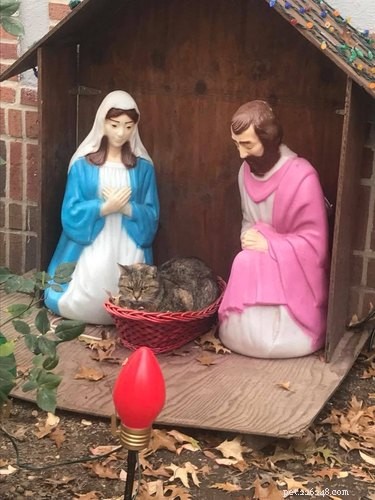 Grumpy Sourpuss betrapt op zittend op baby Jezus in hilarische kerststalfoto
