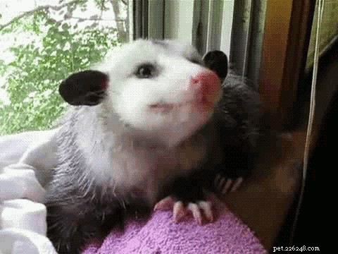 Dronken opossum stal drank, leeft zonder spijt