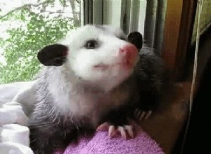 L opossum ivre a volé de l alcool, vit sans regret