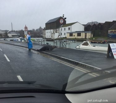 Голодные тюлени враждуют с ирландским торговцем рыбой (снова)