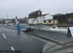 Hungrig sälfejder med irländsk fiskhandlare (igen)