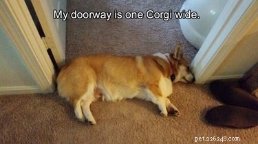 29 memes hilários para o amante de corgi em todos nós