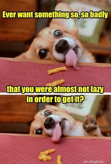 29 memes hilários para o amante de corgi em todos nós
