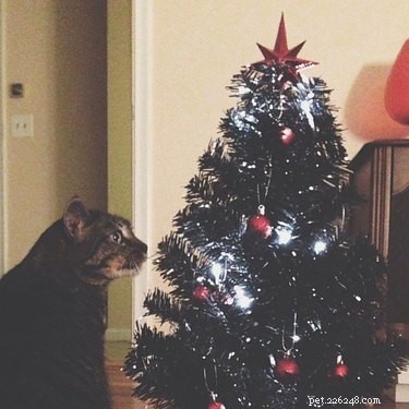 Slechts 15 huisdieren die helemaal gek zijn op Kerstmis