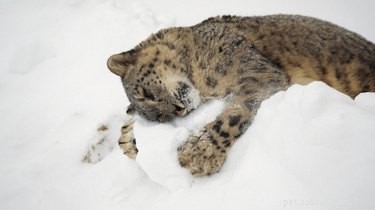 20 животных, которые так взволнованы, что идет снег