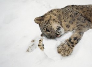 20 djur som är så upphetsade att det snöar