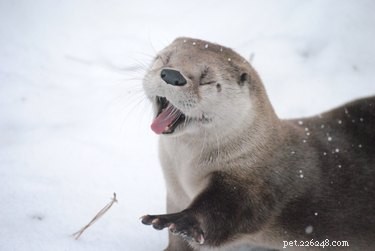 雪が降るほど興奮している20匹の動物 