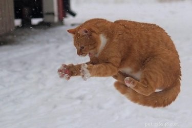 20 animali che girano così eccitati che nevica