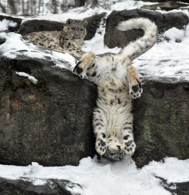 20 животных, которые так взволнованы, что идет снег