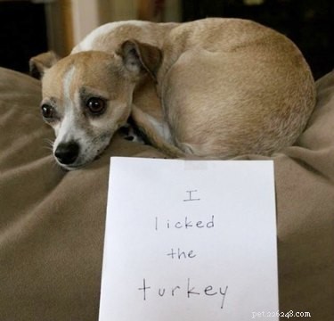 Slechts 18 huisdieren die gek zijn op Thanksgiving