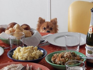 Bara 18 husdjur som skrämmer över Thanksgiving