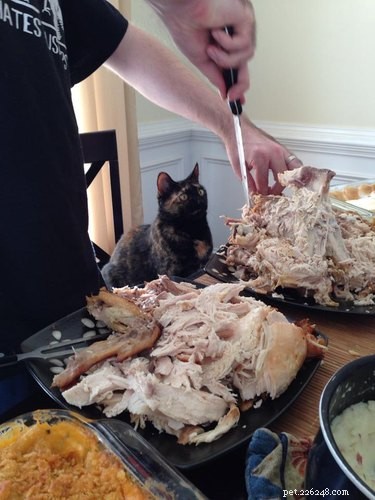 Slechts 18 huisdieren die gek zijn op Thanksgiving