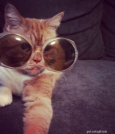 Deze 19 pompeuze AF Hipster-huisdieren zullen je met je ogen doen rollen