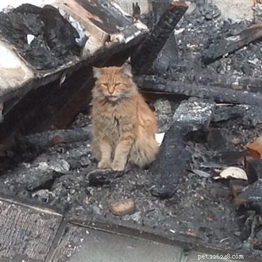Домашние животные спасаются и воссоединяются после лесных пожаров в Калифорнии благодаря этим волонтерам