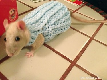 20 zvířat, která objímají svetr